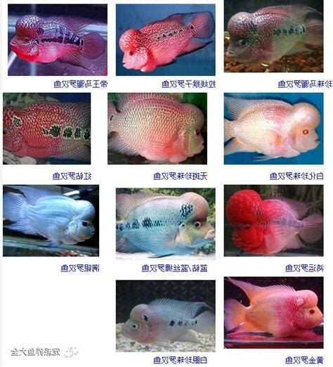 羅漢魚品種|羅漢魚:品種由來,形態特徵,生活習性,觀賞品系,花羅漢。